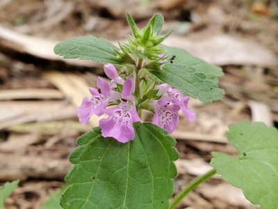 Stachys drummondii, photographed by Tom Field