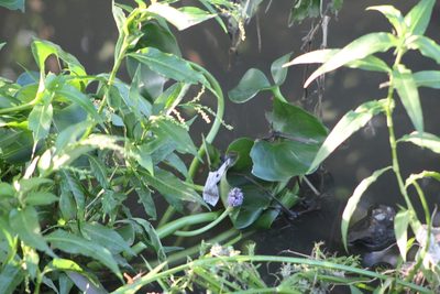 Pontederia rotundifolia, photographed by demianlescano