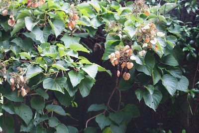 Hydrangea hydrangeoides, photographed by harum.koh