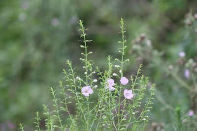 Agalinis genistifolia, photographed by demianlescano