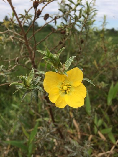 Ludwigia sericea, photographed by B. Phalan