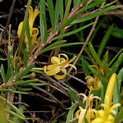Persoonia chamaepeuce, photographed by Max Campbell