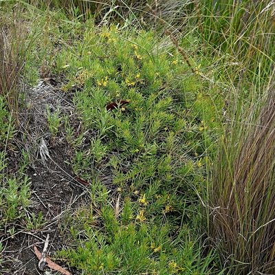 Persoonia chamaepeuce, photographed by Max Campbell