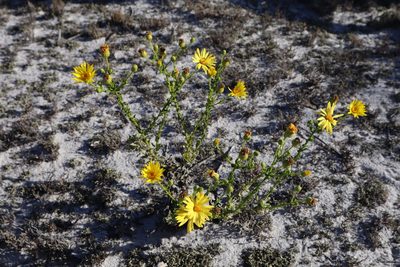 Chrysopsis scabrella, photographed by brycelee