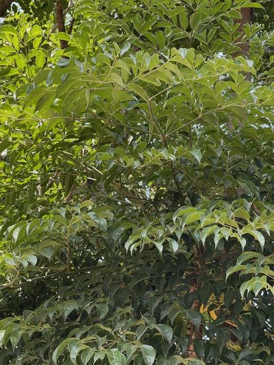 Heteropanax fragrans, photographed by Yj
