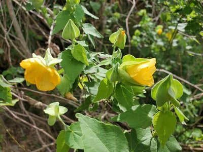 Abutilon hypoleucum, photographed by Tom Field