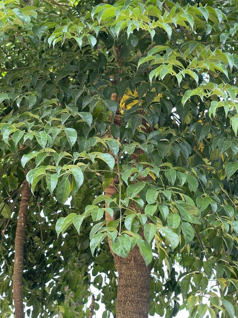Heteropanax fragrans, photographed by Yj
