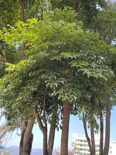 Heteropanax fragrans, photographed by Yj