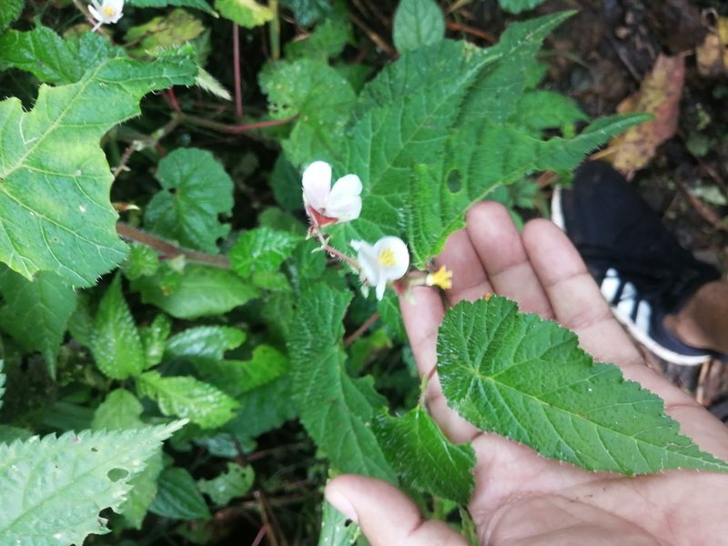 Begonia oleosa, photographed by GERMAN LEONEL SARMIENTO CRUZ