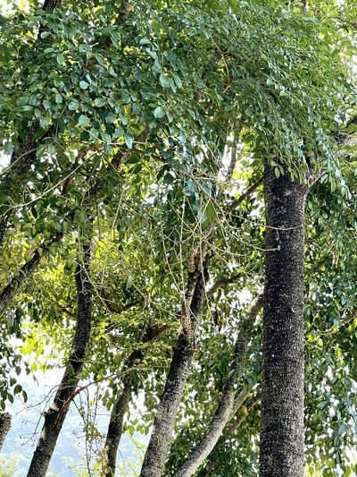 Heteropanax fragrans, photographed by Yj