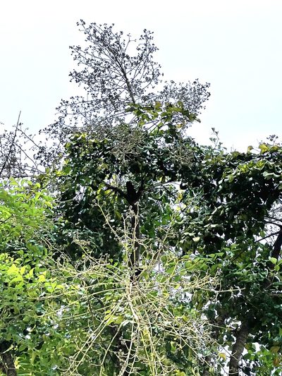 Heteropanax fragrans, photographed by Yj