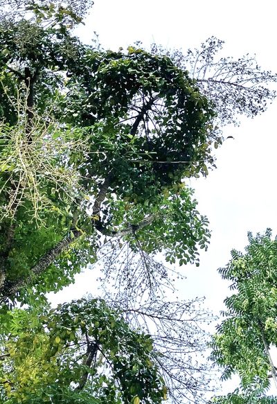 Heteropanax fragrans, photographed by Yj