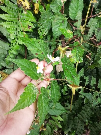 Begonia oleosa, photographed by GERMAN LEONEL SARMIENTO CRUZ
