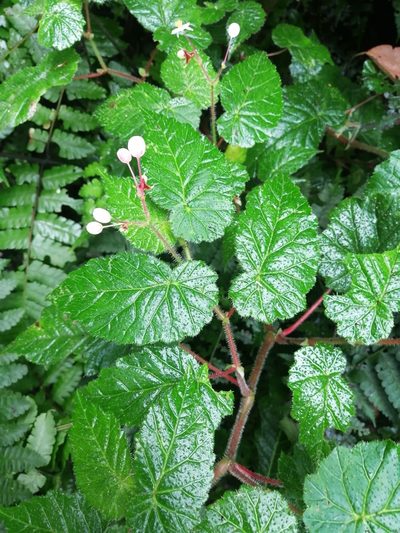 Begonia oleosa, photographed by GERMAN LEONEL SARMIENTO CRUZ