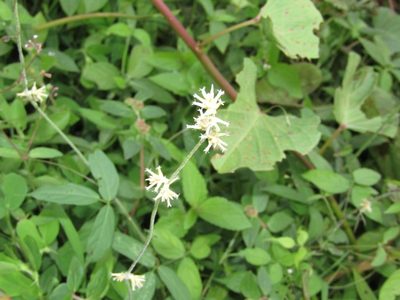 Froelichia humboldtiana, photographed by Breno Figueiredo