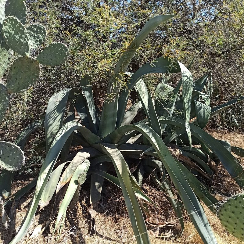 Agave mapisaga, photographed by Juan Carlos Fonseca Mata
