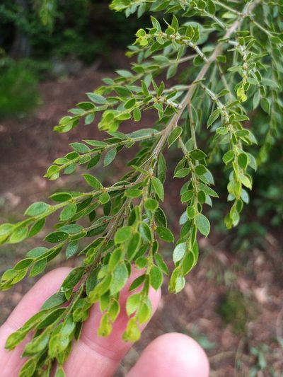 Acacia howittii, photographed by Yoav Daniel Bar-Ness