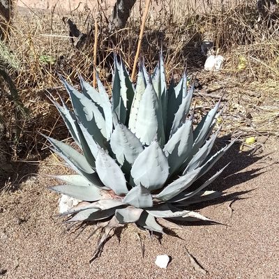 Agave applanata, photographed by Juan Carlos Fonseca Mata