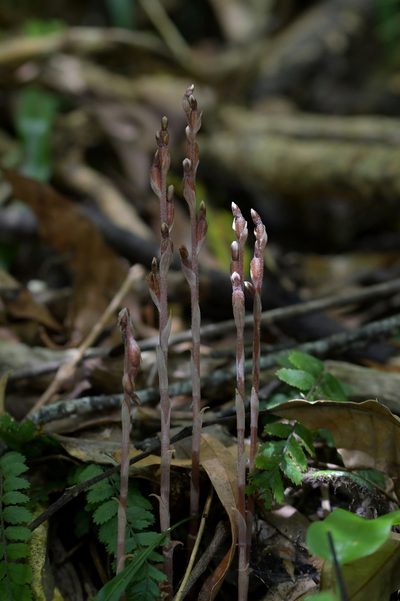 Danhatchia australis, photographed by Christopher Stephens