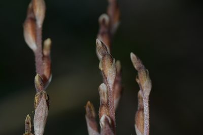 Danhatchia australis, photographed by Christopher Stephens