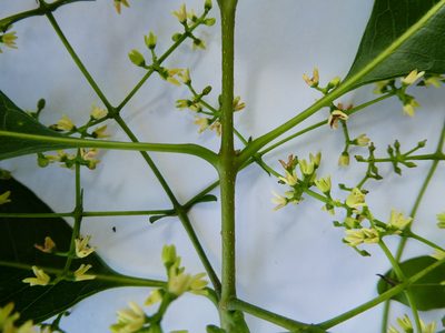 Chionanthus ramiflorus, photographed by Steve Fitzgerald