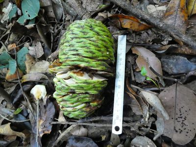 Agathis robusta, photographed by Steve Fitzgerald