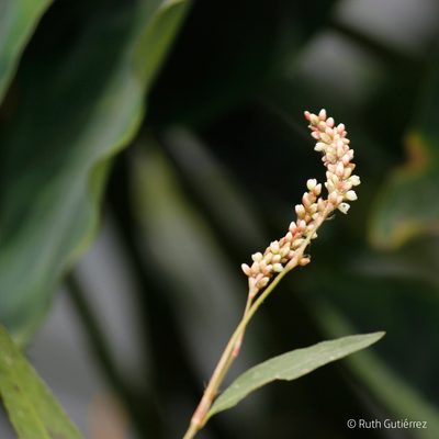 Persicaria hydropiperoides, photographed by Ruth Gutiérrez Oliveros