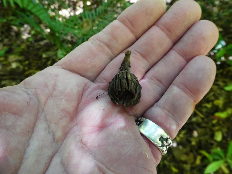 Blepharocarya involucrigera, photographed by Steve Fitzgerald
