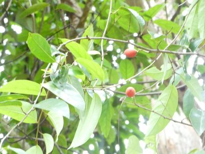 Erycibe coccinea, photographed by Steve Fitzgerald