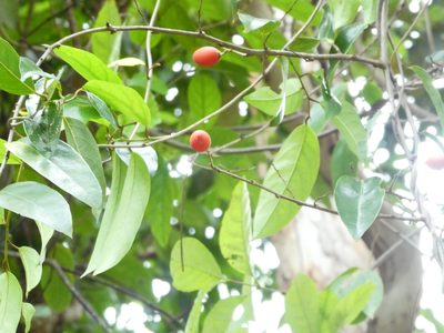 Erycibe coccinea, photographed by Steve Fitzgerald