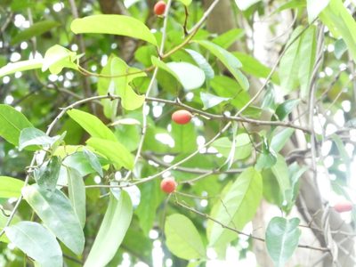 Erycibe coccinea, photographed by Steve Fitzgerald