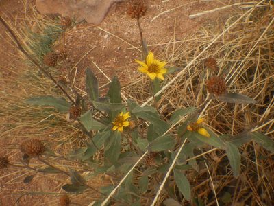 Helianthus pumilus, photographed by Peter Nathaniel Boyer