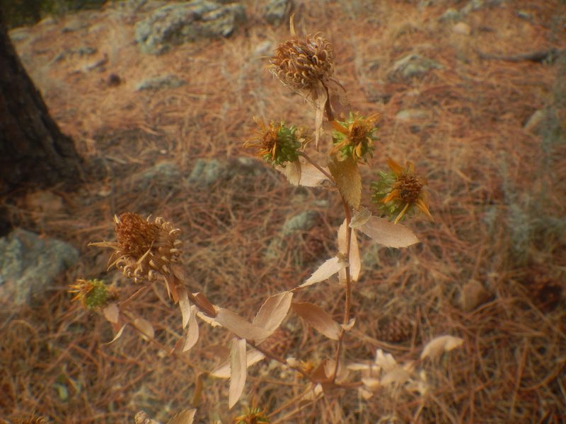 Grindelia subalpina, photographed by Peter Nathaniel Boyer