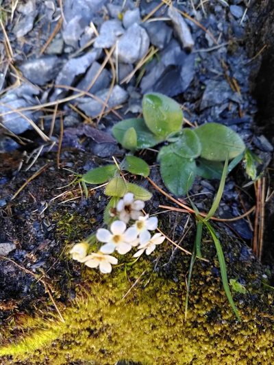 Myosotis suavis, photographed by Loïc Chalmandrier