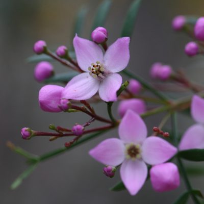 Boronia pinnata, photographed by tobyyy