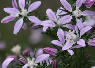 Philotheca salsolifolia, photographed by tobyyy