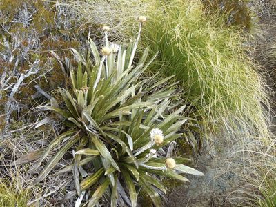 Celmisia coriacea, photographed by Steve Kerr