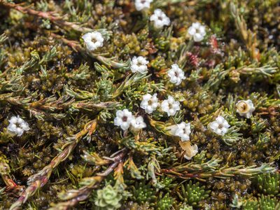 Dracophyllum prostratum, photographed by Cara-Lisa Schloots