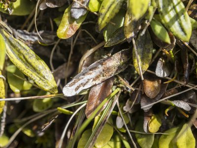 Notogrammitis givenii, photographed by Cara-Lisa Schloots
