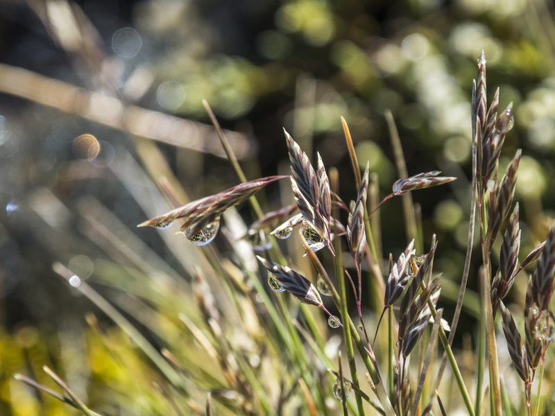 Poa colensoi, photographed by Cara-Lisa Schloots