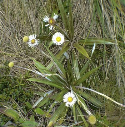 Celmisia coriacea, photographed by Steve Kerr