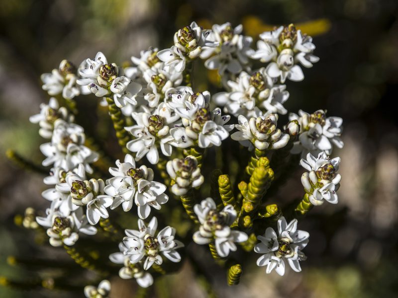 Veronica poppelwellii, photographed by Cara-Lisa Schloots