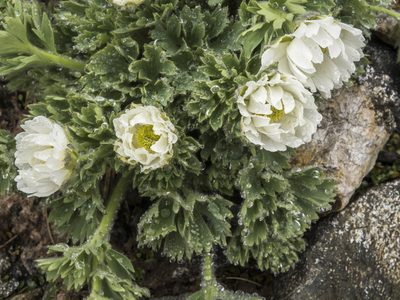 Ranunculus buchananii, photographed by Cara-Lisa Schloots