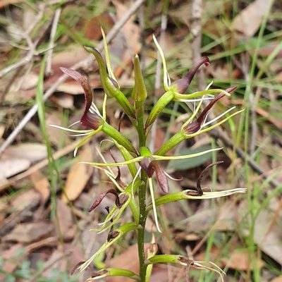 Cryptostylis leptochila, photographed by ronavery