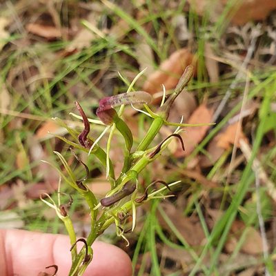 Cryptostylis leptochila, photographed by ronavery