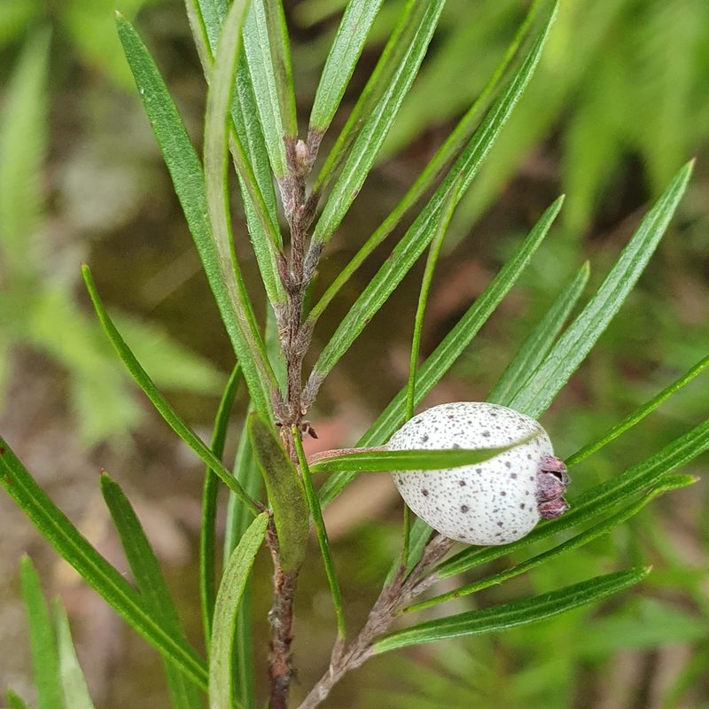 Austromyrtus tenuifolia, photographed by ronavery