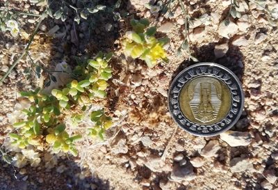Zygophyllum simplex, photographed by ajott