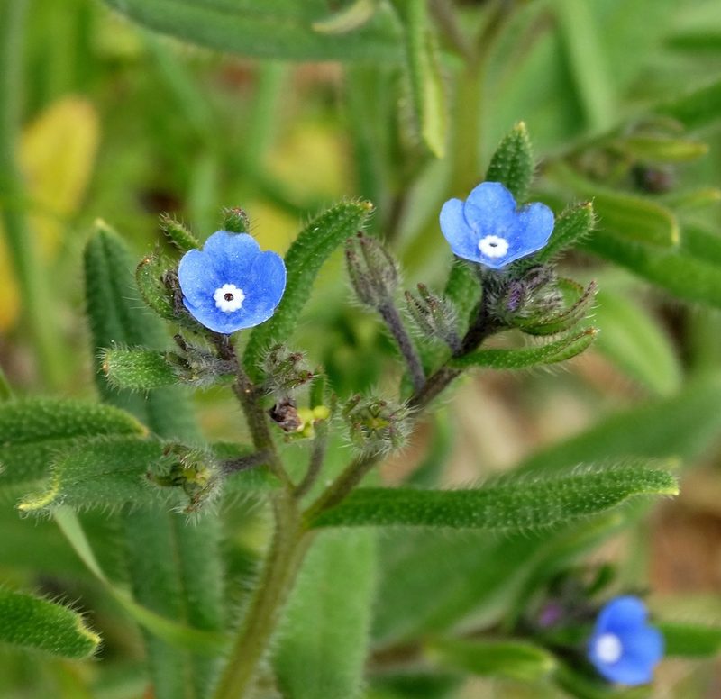 Gastrocotyle macedonica, photographed by Kostas Zontanos
