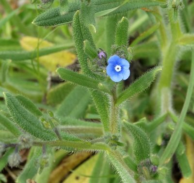 Gastrocotyle macedonica, photographed by Kostas Zontanos