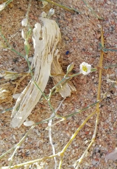 Polycarpaea robbairea, photographed by ajott